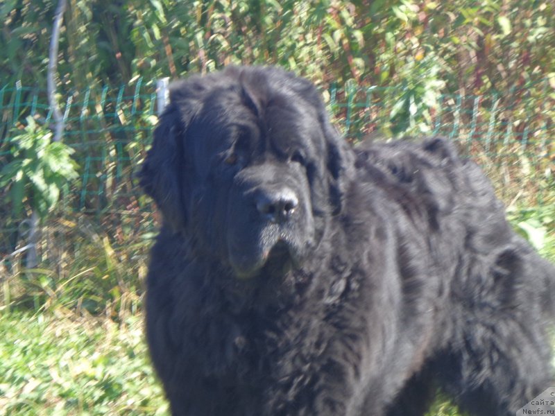Фото: ньюфаундленд Vito Kacho Ferl (Вито Качо Ферл)