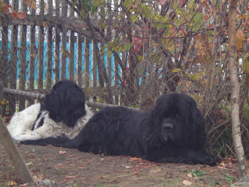 Фото: ньюфаундленд Vito Kacho Ferl (Вито Качо Ферл), ньюфаундленд Super Premium Litoniel Vallaninor (Супер Премиум Литониэль Валланинор)