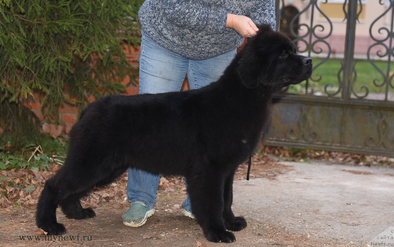 Фотография № 194109