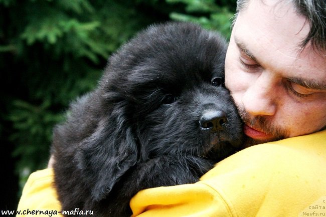 Фото: ньюфаундленд Chernaya Mafia Аll Rights Reserved (Черная Мафия Алл Ригхтс Ресервед)