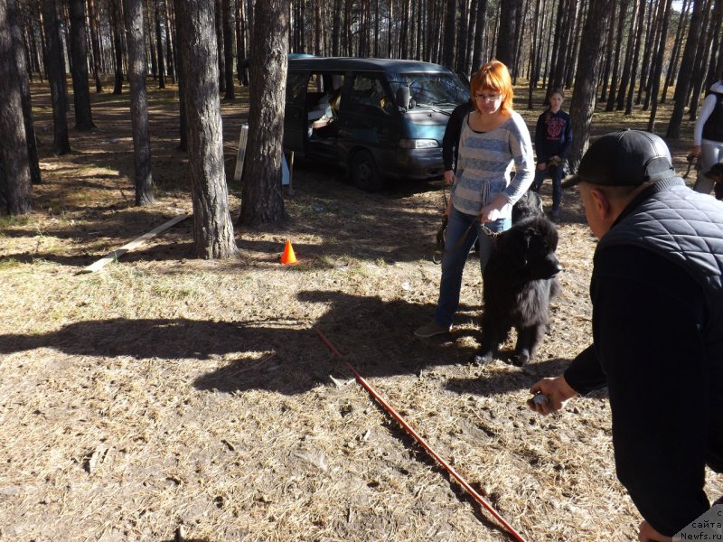 Фото: ньюфаундленд Bi Perfekt Aladar Hranitel' Roda (Би Перфект Аладар Хранитель Рода), Elena Cyiganova (Елена Цыганова)
