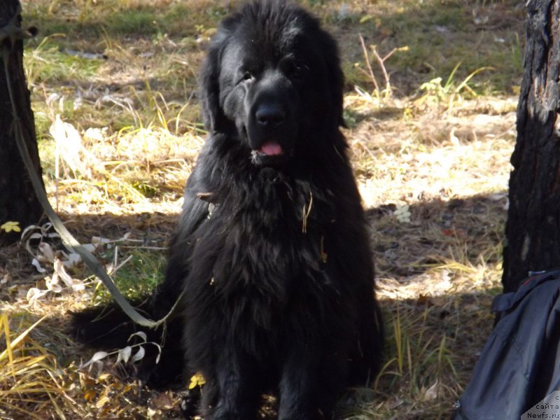 Фотография № 194118