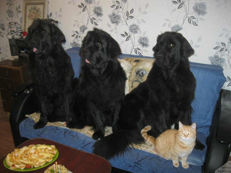 Фото: ньюфаундленд YUnona (Юнона), ньюфаундленд N'yufort CHernyiy SHokolad (Ньюфорт Черный Шоколад), ньюфаундленд CHeslava Dar Gaya Pachchi-Nikol' (Чеслава Дар Гая Паччи-Николь), Рудик