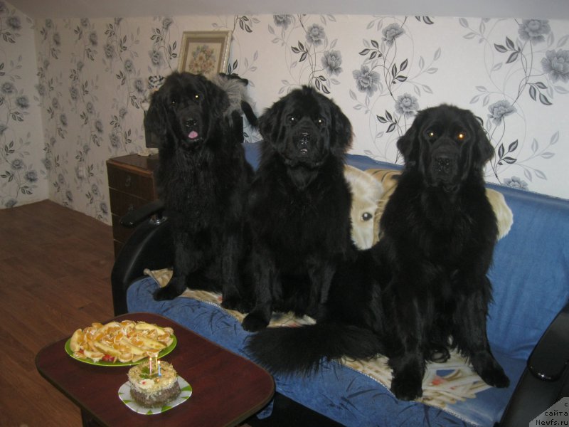 Фото: ньюфаундленд YUnona (Юнона), ньюфаундленд N'yufort CHernyiy SHokolad (Ньюфорт Черный Шоколад), ньюфаундленд CHeslava Dar Gaya Pachchi-Nikol' (Чеслава Дар Гая Паччи-Николь)