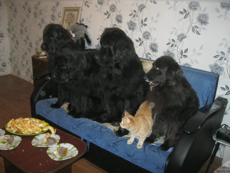 Фото: ньюфаундленд YUnona (Юнона), ньюфаундленд N'yufort CHernyiy SHokolad (Ньюфорт Черный Шоколад), ньюфаундленд CHeslava Dar Gaya Pachchi-Nikol' (Чеслава Дар Гая Паччи-Николь), Рудик, Даня