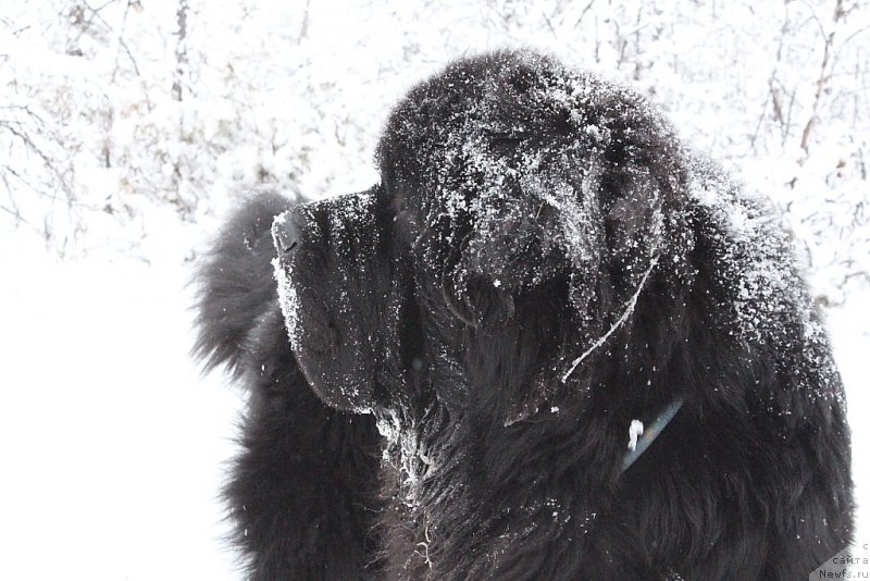 Фото: ньюфаундленд Beguschaya po Volnam Zero Kool (Бегущая по Волнам Зеро Коол)