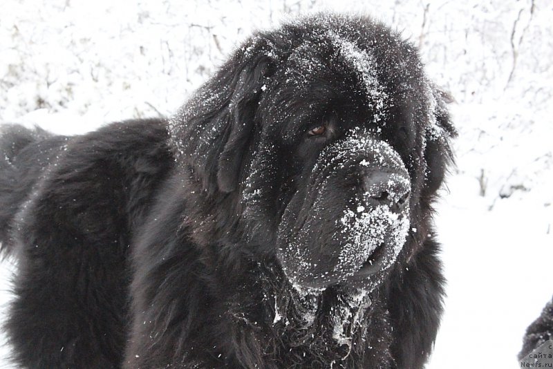 Фото: ньюфаундленд Beguschaya po Volnam Zero Kool (Бегущая по Волнам Зеро Коол)