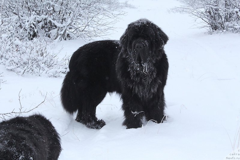 Фото: ньюфаундленд Beguschaya po Volnam Zero Kool (Бегущая по Волнам Зеро Коол)