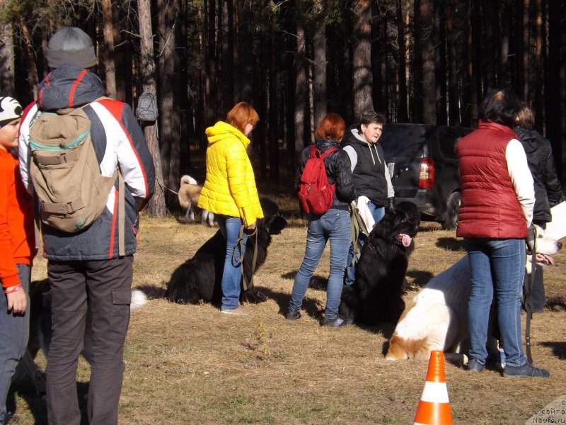 Фото: ньюфаундленд Bi Perfekt Aladar Hranitel' Roda (Би Перфект Аладар Хранитель Рода)