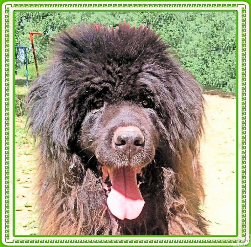 Фото: ньюфаундленд Valensiya CHernaya Jemchujina (Валенсия Черная Жемчужина)