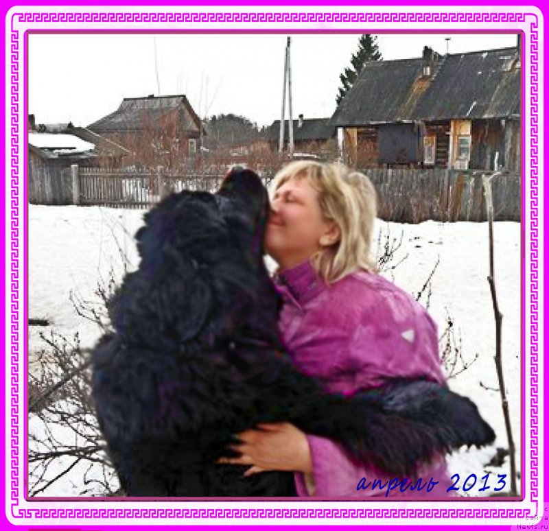 Фото: ньюфаундленд Valensiya CHernaya Jemchujina (Валенсия Черная Жемчужина)