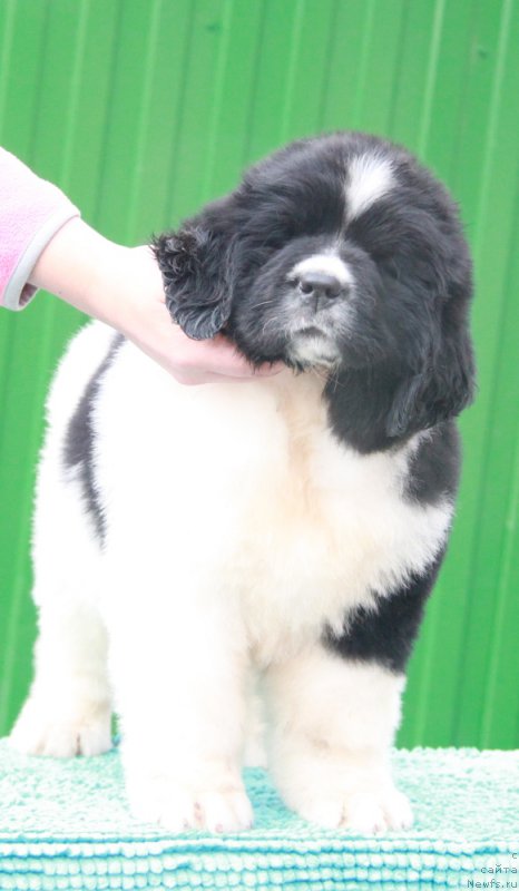 Фотография № 194146