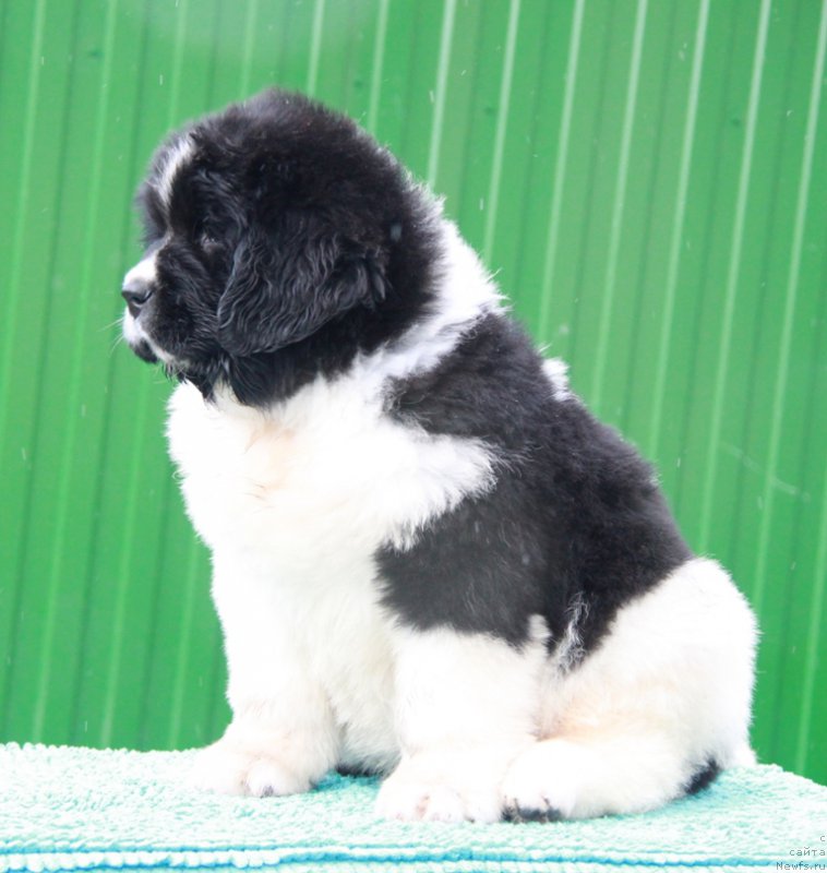 Фотография № 194147