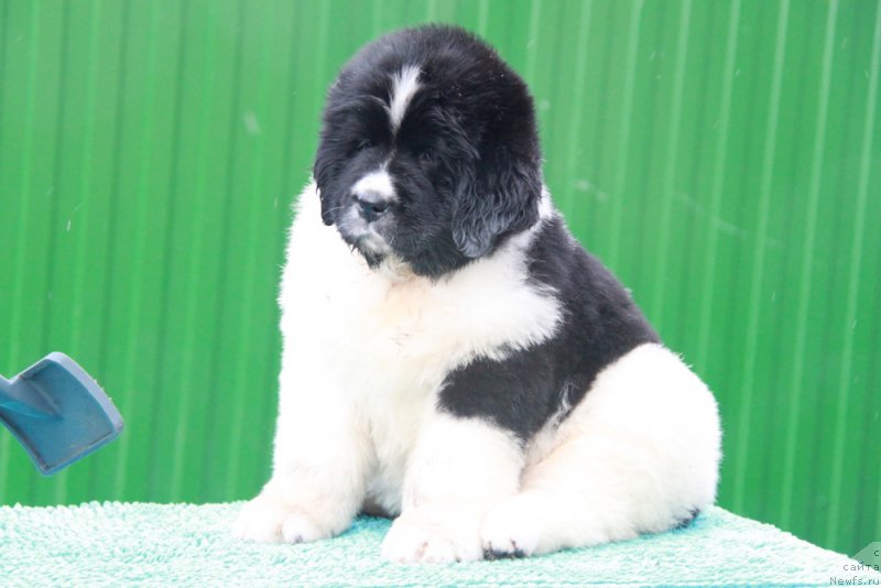 Фотография № 194148