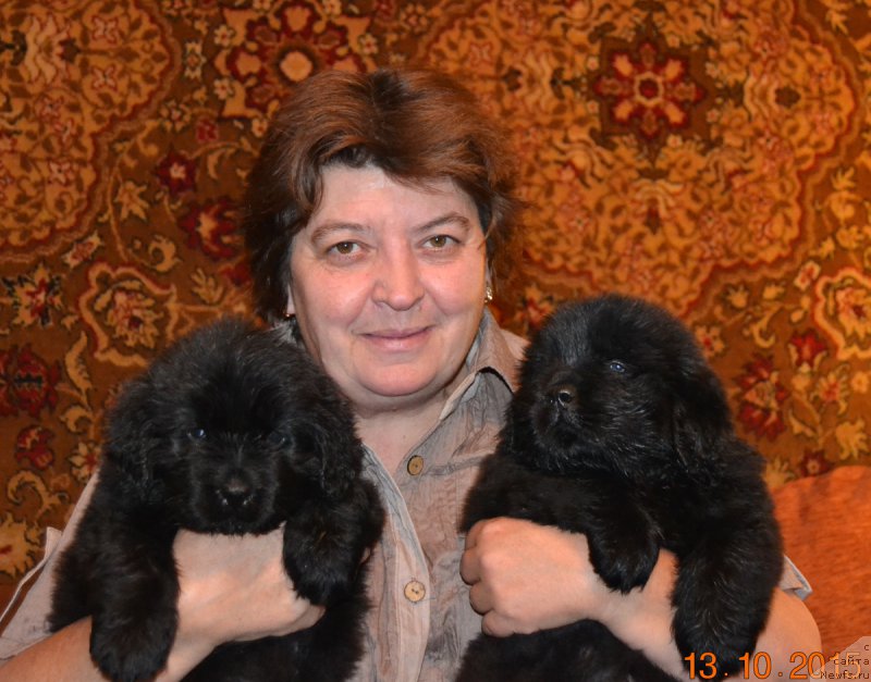 Фото: ньюфаундленд Damskiy Kapriz Znoynaya Myeri (Дамский Каприз Знойная Мэри), ньюфаундленд Damskiy Kapriz Zabavnyiy Mishka (Дамский Каприз Забавный Мишка)