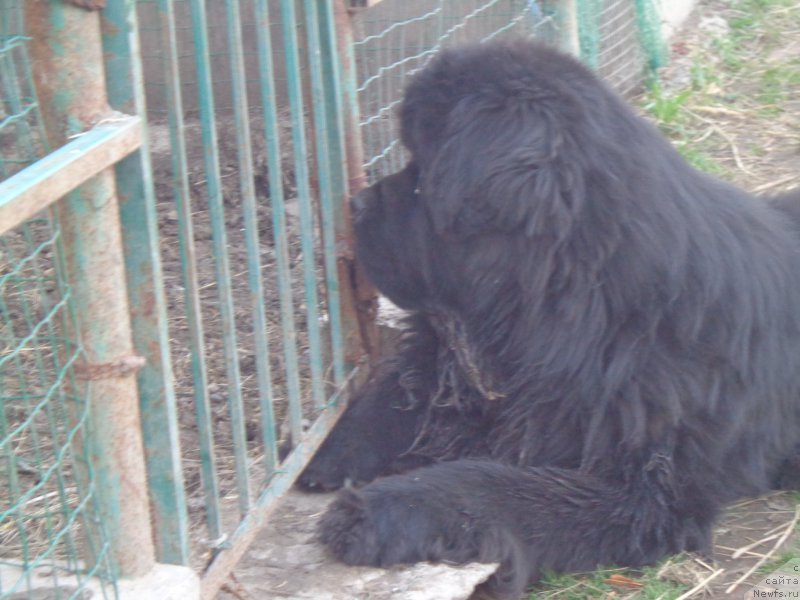 Фото: ньюфаундленд Super Premium Mikado (Супер Премиум Микадо)