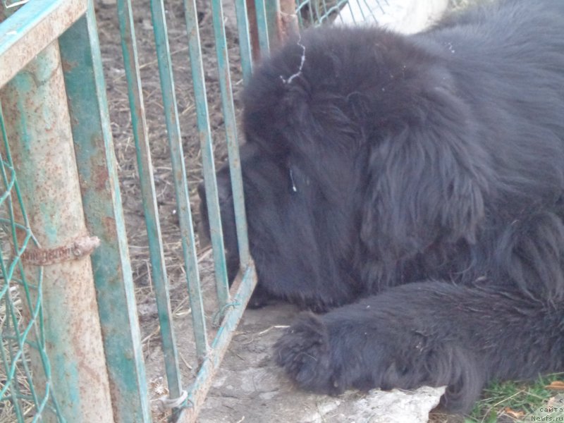 Фото: ньюфаундленд Super Premium Mikado (Супер Премиум Микадо)