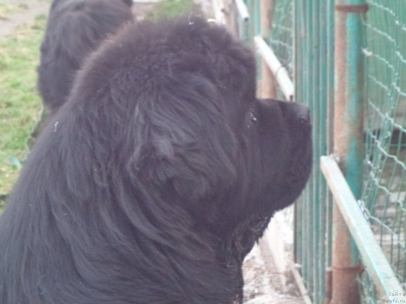 Фото: ньюфаундленд Super Premium Mikado (Супер Премиум Микадо)