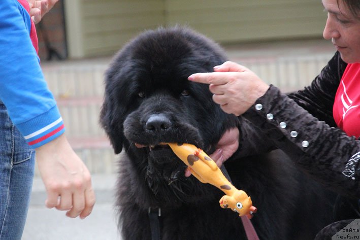 Фото: ньюфаундленд Matvey s Berega Dona (Матвей с Берега Дона)