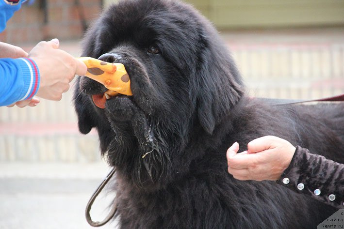 Фото: ньюфаундленд Matvey s Berega Dona (Матвей с Берега Дона)