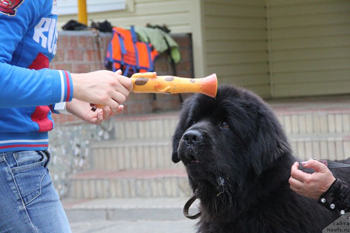 Фото: ньюфаундленд Matvey s Berega Dona (Матвей с Берега Дона)