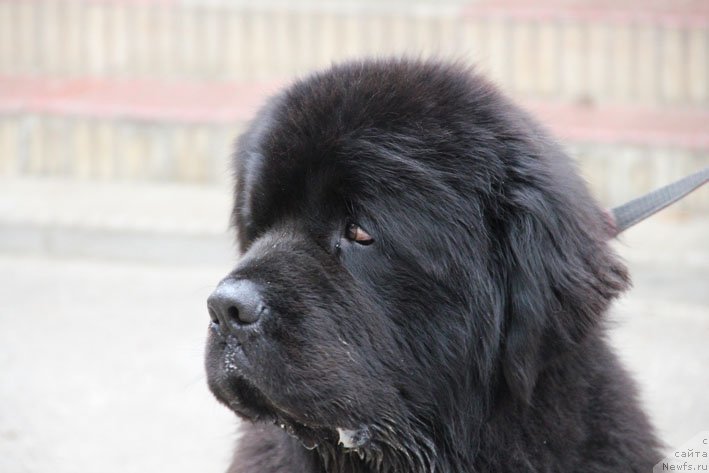 Фото: ньюфаундленд Matvey s Berega Dona (Матвей с Берега Дона)