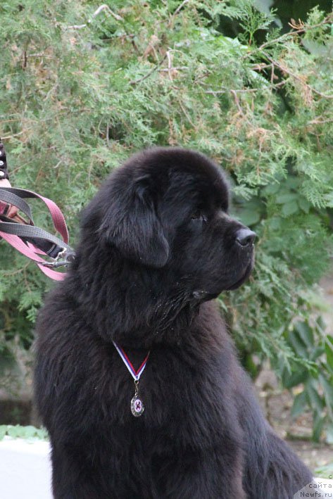 Фото: ньюфаундленд Matvey s Berega Dona (Матвей с Берега Дона)