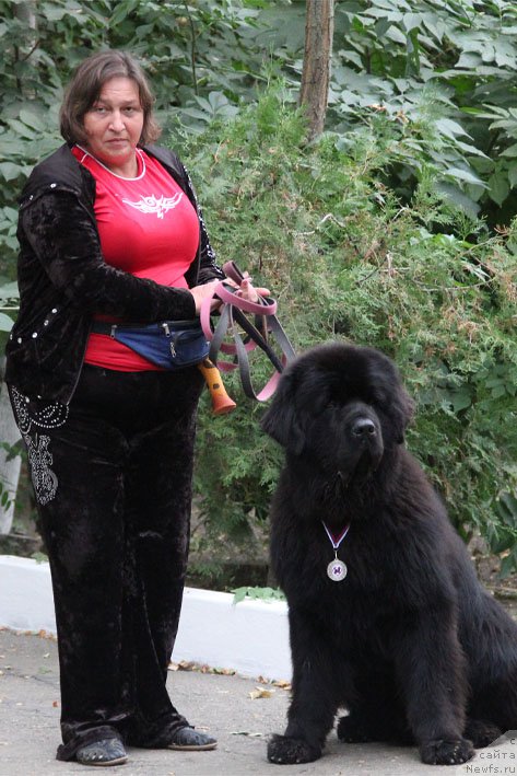 Фото: ньюфаундленд Matvey s Berega Dona (Матвей с Берега Дона), Liliana Rahmatova (Лилиана Рахматова)