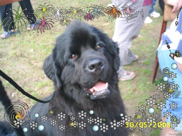 Фото: ньюфаундленд Veneciya iz Carstva Medvedey v Obush SHed (Венеция из Царства Медведей в Обуш Шед)