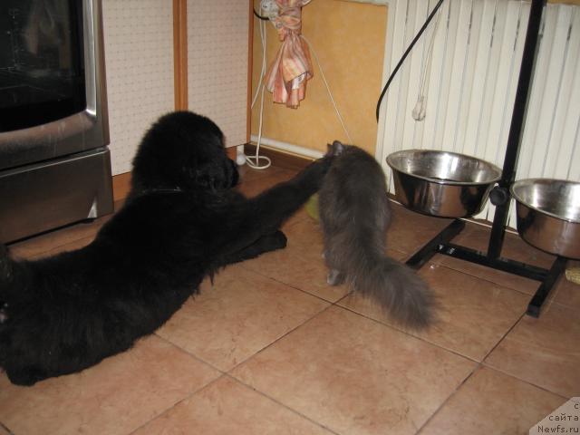 Фото: ньюфаундленд YEksklyuziv ot Undinyi (Эксклюзив от Ундины), Бобби