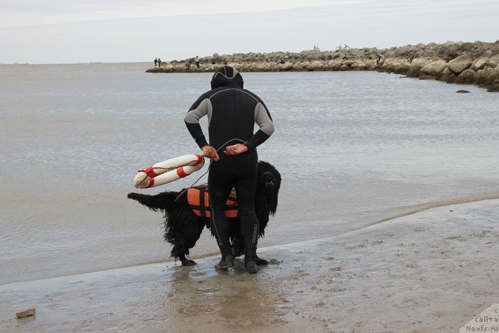Фото: ньюфаундленд Masyanya Grand Byebi (Масяня Гранд Бэби)