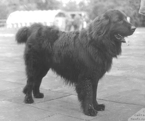 Фото: ньюфаундленд Brayt (Брайт)