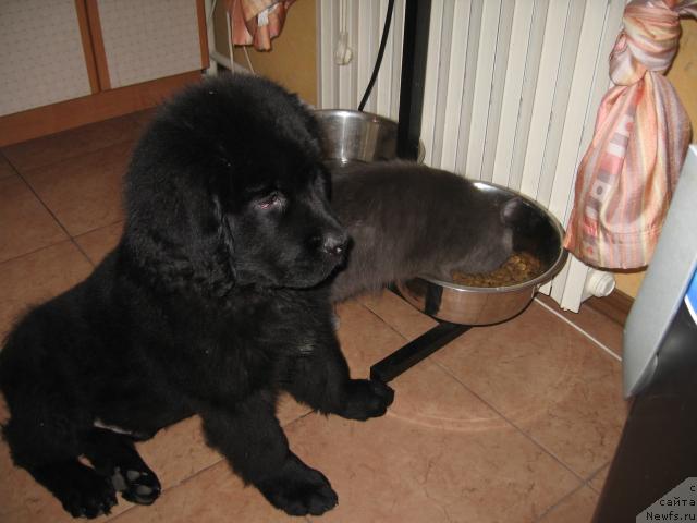 Фото: ньюфаундленд YEksklyuziv ot Undinyi (Эксклюзив от Ундины), Бобби