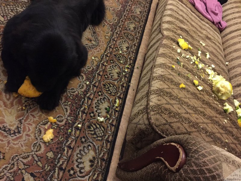 Фото: ньюфаундленд Brownblood MSK Helfi Best Armani (Браунблад МСК Хелфи Бэст Армани)