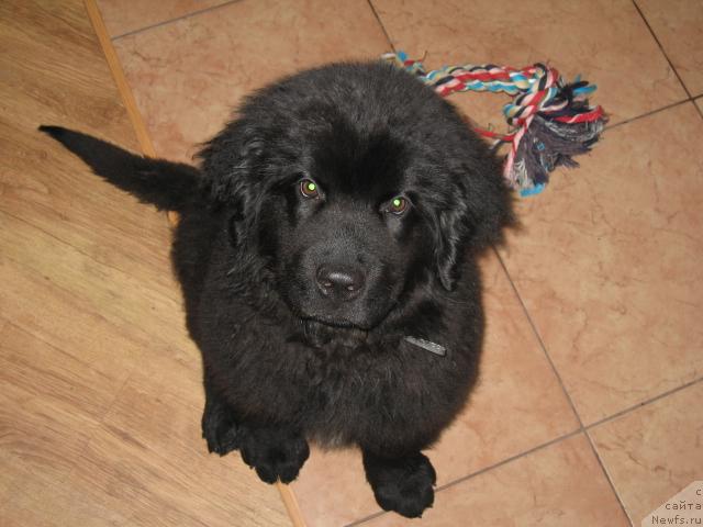 Фото: ньюфаундленд YEksklyuziv ot Undinyi (Эксклюзив от Ундины)