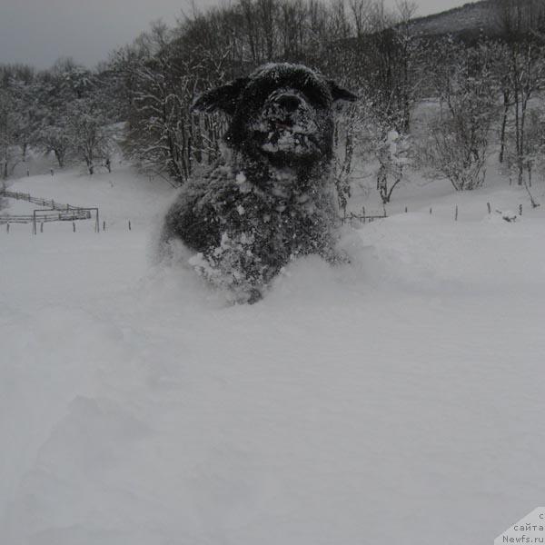 Фото: ньюфаундленд Kingova Doch s Berega Dona (Кингова Дочь с Берега Дона)