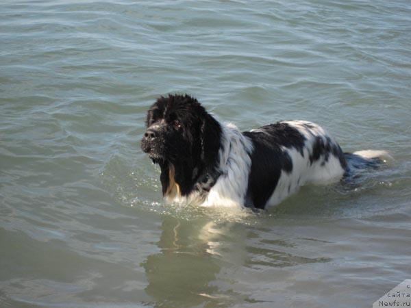 Фото: ньюфаундленд Plushevaya Panda Deniza Dlja  Berega Dona (Плюшевая Панда Дениза для Берега Дона)