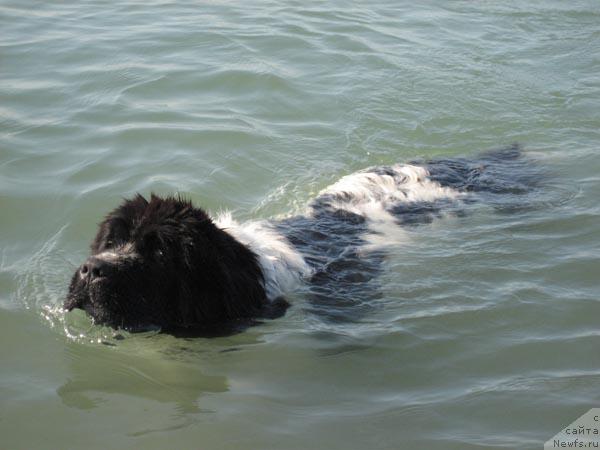 Фото: ньюфаундленд Plushevaya Panda Deniza Dlja  Berega Dona (Плюшевая Панда Дениза для Берега Дона)