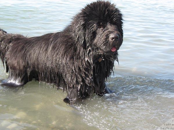 Фото: ньюфаундленд Vinces iz Medvejyego Yara Dlja Berega Dona (Винчес из Медвежьего Яра для Берега Дона)