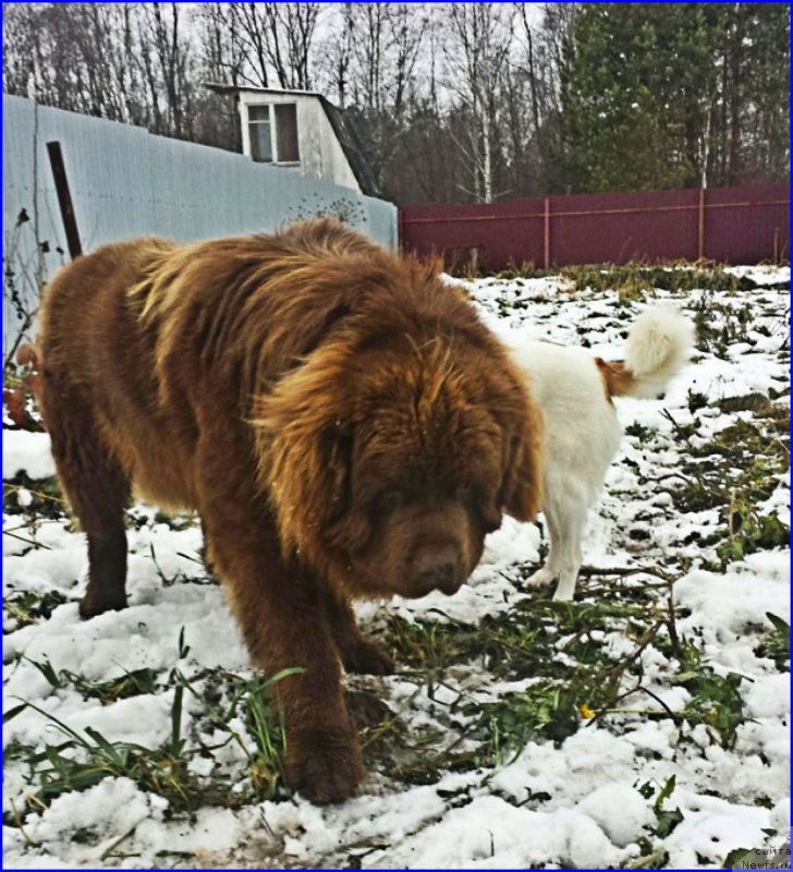 Фото: ньюфаундленд Brownblood MSK Hakim Gold Haydar (Браунблад МСК Хаким Голд Хайдар)