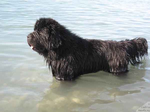 Фото: ньюфаундленд Vinces iz Medvejyego Yara Dlja Berega Dona (Винчес из Медвежьего Яра для Берега Дона)