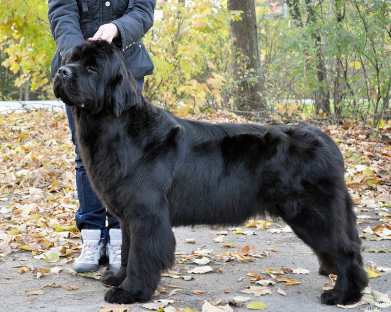 Фотография № 194284