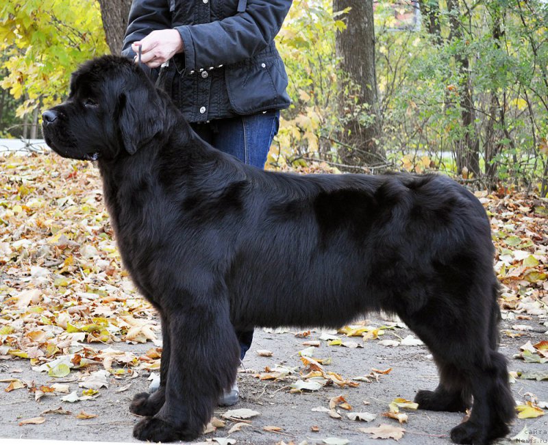 Фотография № 194285