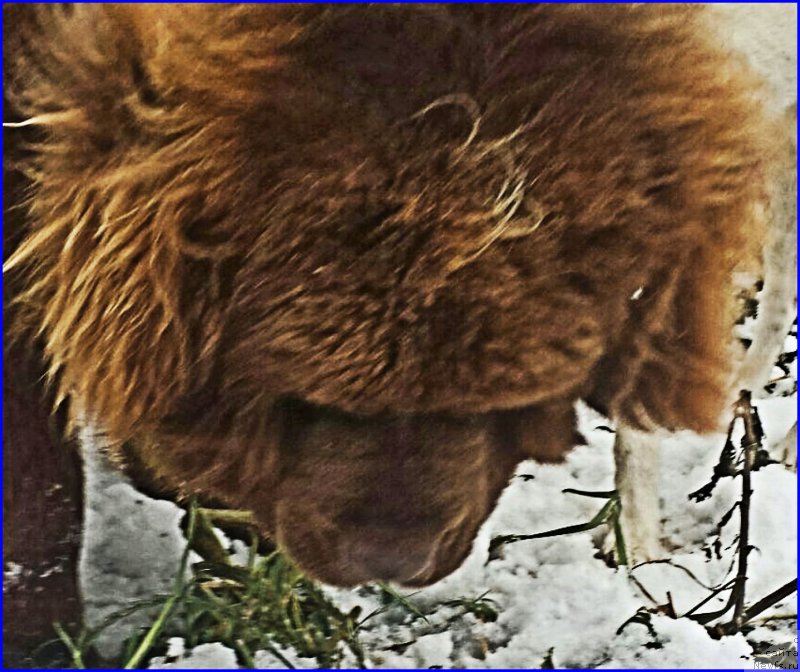 Фото: ньюфаундленд Brownblood MSK Hakim Gold Haydar (Браунблад МСК Хаким Голд Хайдар)