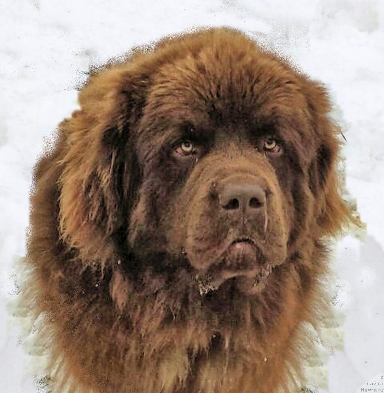 Фото: ньюфаундленд Brownblood MSK Hakim Gold Haydar (Браунблад МСК Хаким Голд Хайдар)