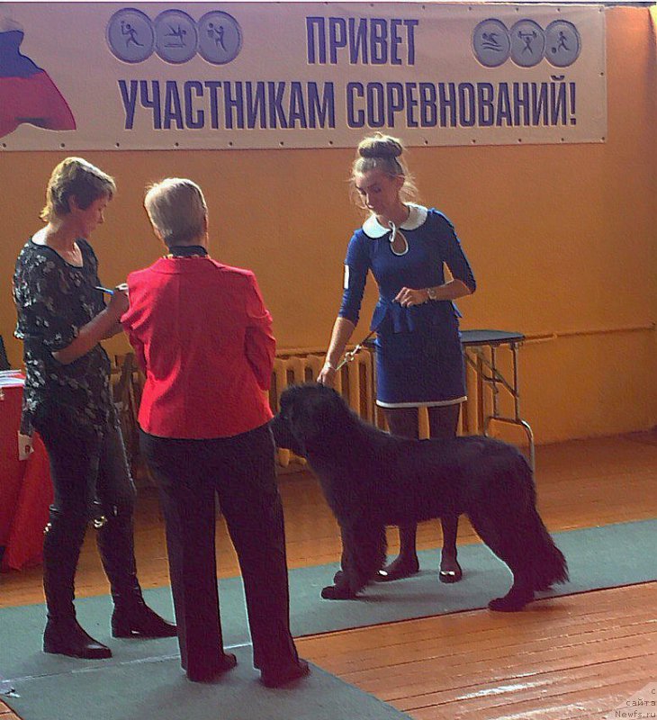 Фото: ньюфаундленд Smigar YUliks Solnechnyiy (Смигар Юликс Солнечный)