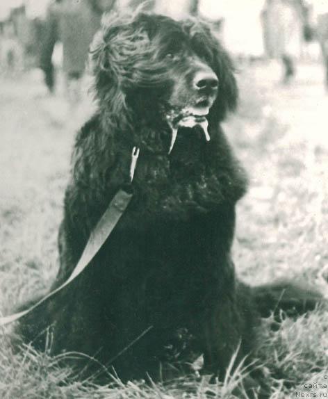 Фото: ньюфаундленд YUjana (Южана)