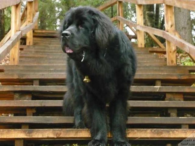 Фото: ньюфаундленд Sent Djons Orfey (Сент Джонс Орфей)