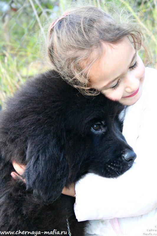 Фото: ньюфаундленд Chernaya Mafia Above and Beyond (Черная Мафия Абове анд Беуонд)