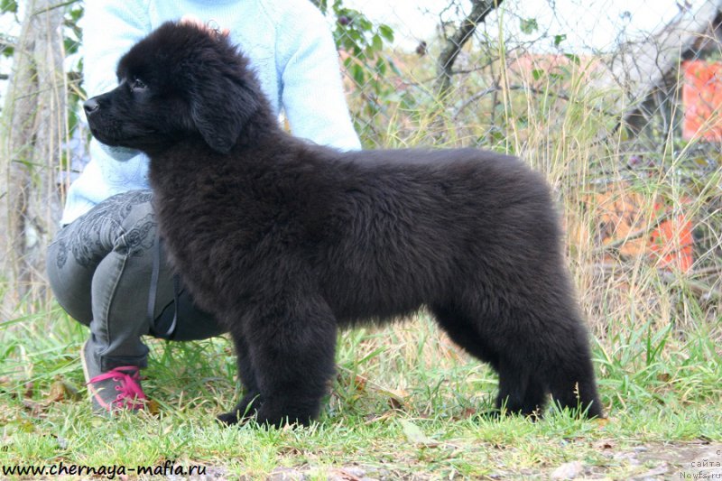 Фотография № 194318